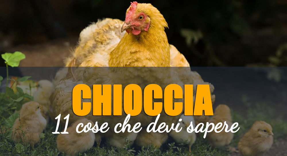 Quando Una Gallina Diventa Chioccia 11 Cose Che Devi Sapere