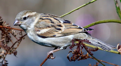 "House Sparrow - Passer domesticus - Female.common resident."