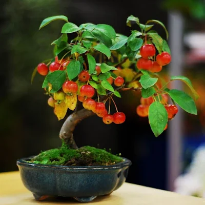 Deretan Pohon Bonsai Jepang yang mengagumkan