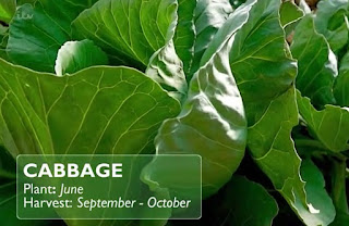 Cabbage