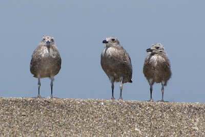 Lytse Sjouwerman - Kleine Mantelmeeuw - Larus fuscus