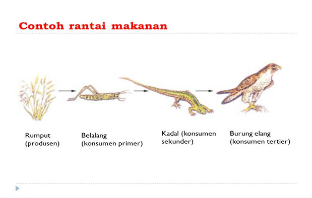 Koleksi Terpopuler Tanaman Padi Termasuk Ekosistem