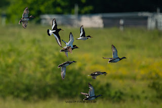 Wildlifefotografie Austernfischer Lippeaue Olaf Kerber