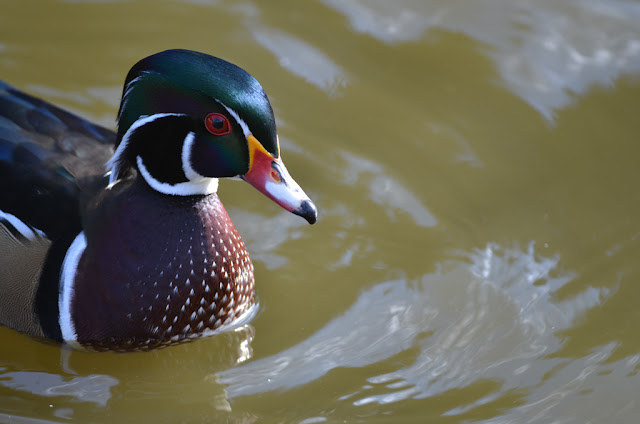 Male Wood Duck Up-Close photographed in High Park, Toronto, Canada.