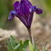 Små iris fra frø.
