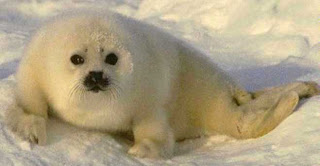 Foto de la foca bebé