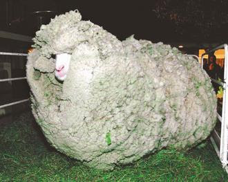 紐西蘭綿羊 史瑞克