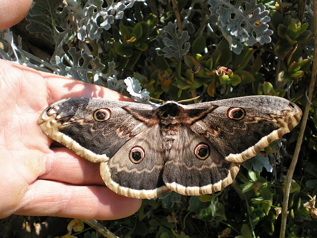 http://www.publico.pt/ecosfera/borboletas