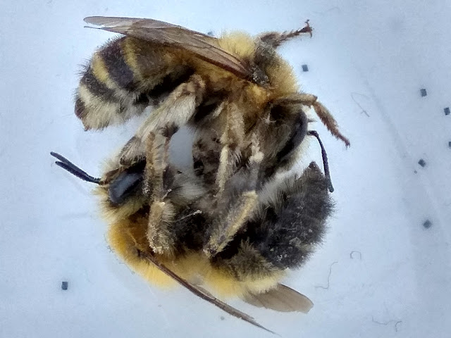 Anthophora aestivalis, porobnica czerwcowa