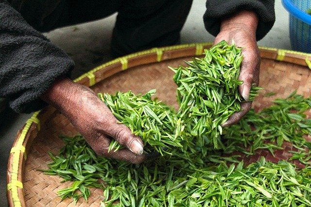 daun teh hijau meningkatkan daya tahan tubuh.