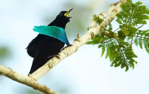 Top 10 Rarest Birds in the World that need the luck to see