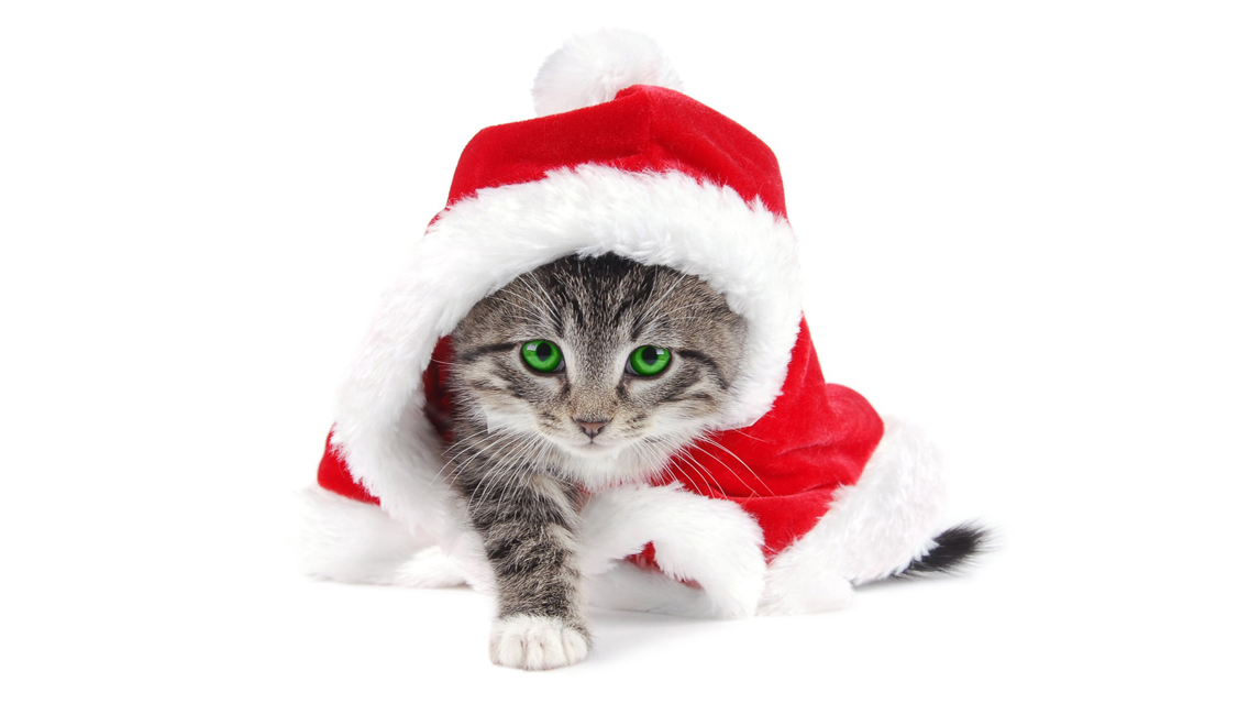 Christmas Cat  Free Download Cute Christmas Cat HD 