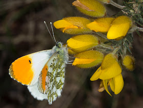 Orange Tip butterfly, Anthocharis cardamines, on Gorse.  Male.  West Wickham Common, 1 April 2012.