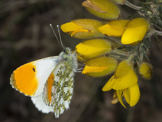 Orange Tip butterfly, Anthocharis cardamines, on Gorse.  Male.  West Wickham Common, 1 April 2012.