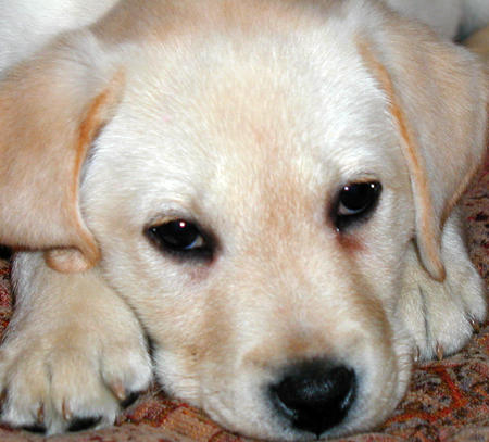 chocolate labrador retriever puppies. cute yellow labrador puppy.