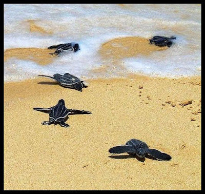 Newborn baby turtles crawling to the ocean Trinidad