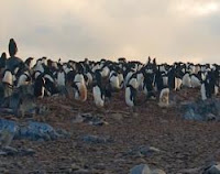 Adélie Penguins