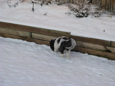 Sully Shih Tzu March Snow2