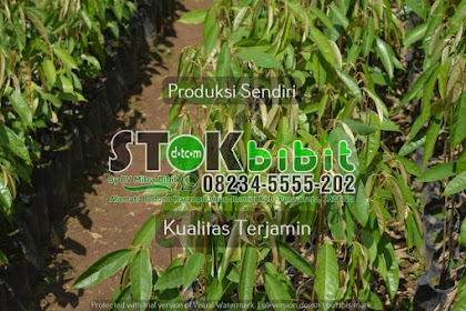 Jambu biji                                                                                           tanaman jambu biji merah