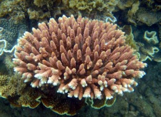 Great Barrier Reef coral predicted to last at least 100 years before extinction from climate change. (Credit: Mikhail V. Matz and colleagues) Click to Enlarge.