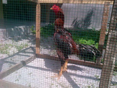  Ayam  bangkok aduan  berkualitas pukul ko