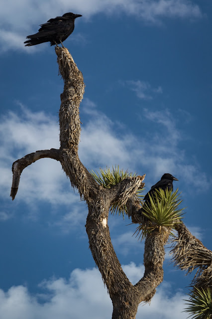 Ravens in Joshua Tree, Joshua Tree National Park