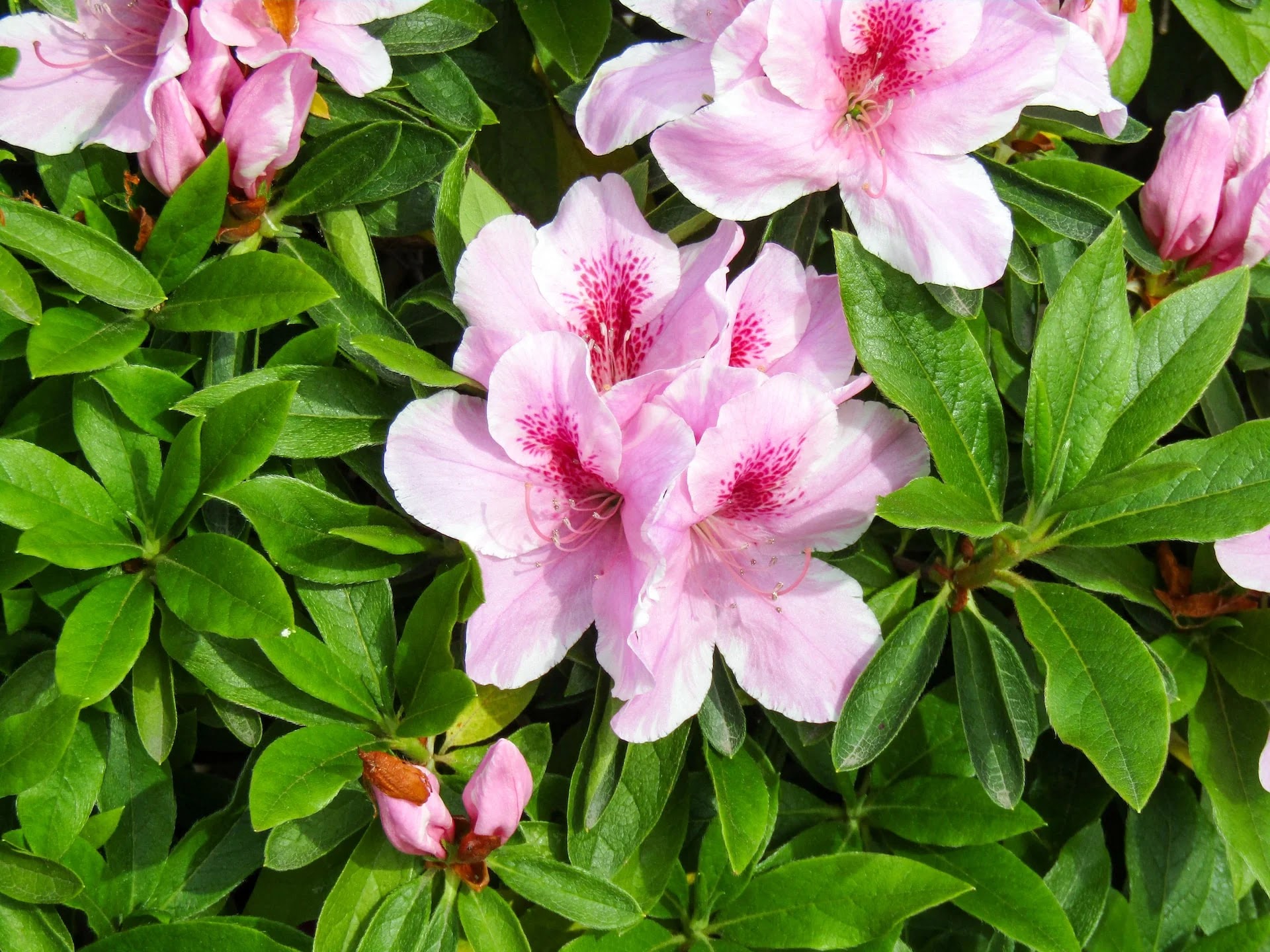 Azalea