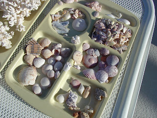 shells picked up off of Boca Grande Beach