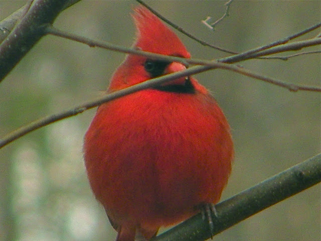 cardinal wallpaper,cardinal images,cardinal photo,cardinal picture,cardinals,cardinal bird,flying cardinal,sweet cardinals,red cardinal,