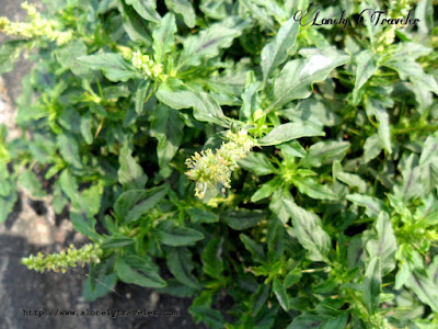 Thorny amaranth, Amaranthus spinosus