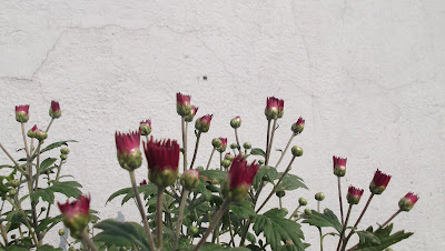 Red Astor Flowers