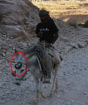 donkey-with-bmw-tag