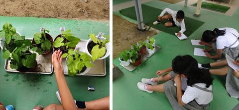 五城小学校の日々 植物の成長の条件 ５年理科