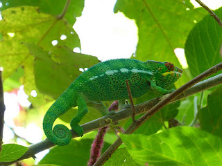 Furcifer pardalis -  Caméléon panthère - Endormi