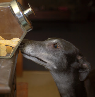 Bettina greyhound worships at the treat altar