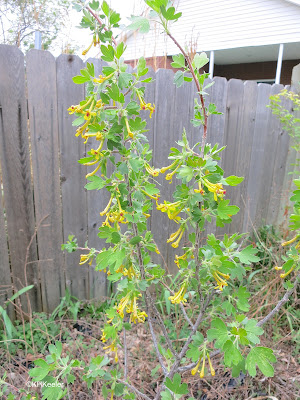 European black currant, Ribes nigrum