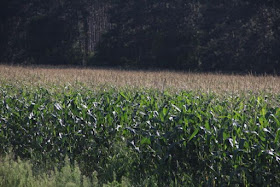 fence-row to fence-row corn