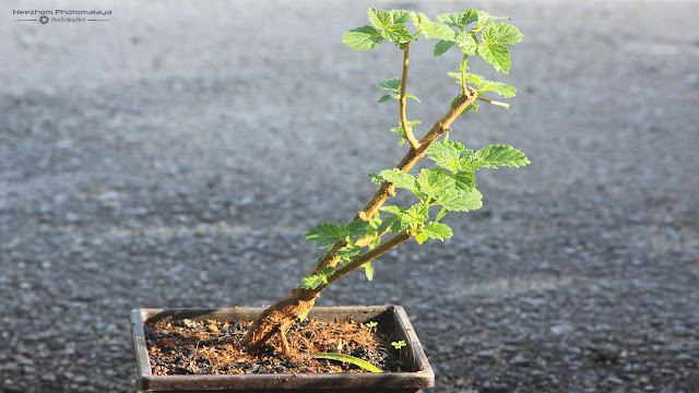 Pokok Lantana Camara