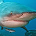 Big Freshwater Fish - Bull Sharks