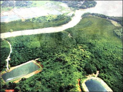 Mangrove (Hainan Qiong Hill)