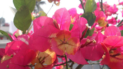 Bougainvillea