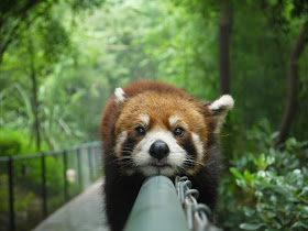 40 Adorable red panda pictures (40 pics), red panda planking in the fence