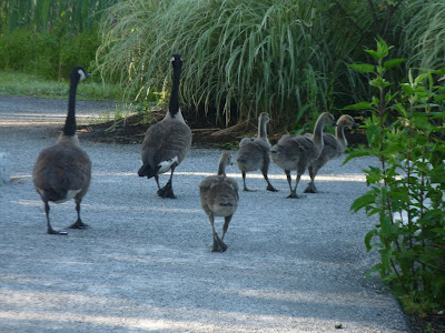 geese and goslings