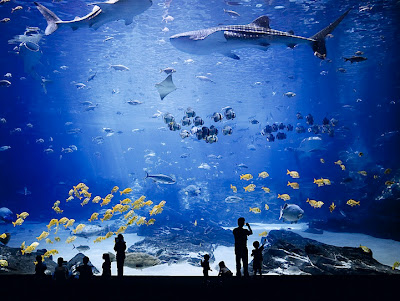 Georgia Aquarium Seen On www.coolpicturegallery.us