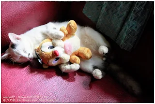 Gambar kucing putih dengan tompok hitam pada telinga tidur sambil memeluk seekor tupai atas sofa maroon