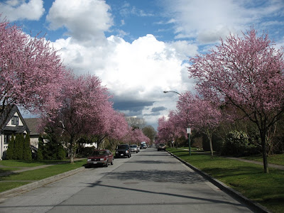 Vancouver Cherry Blossom Festival