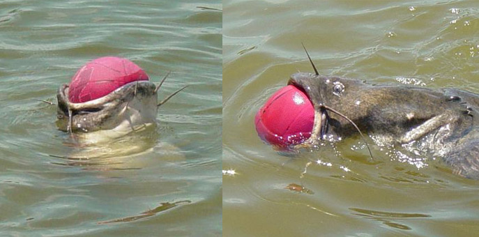 Nanda Firsta Blog Kumpulan Ikan  Ikan  Terbesar Terseram 