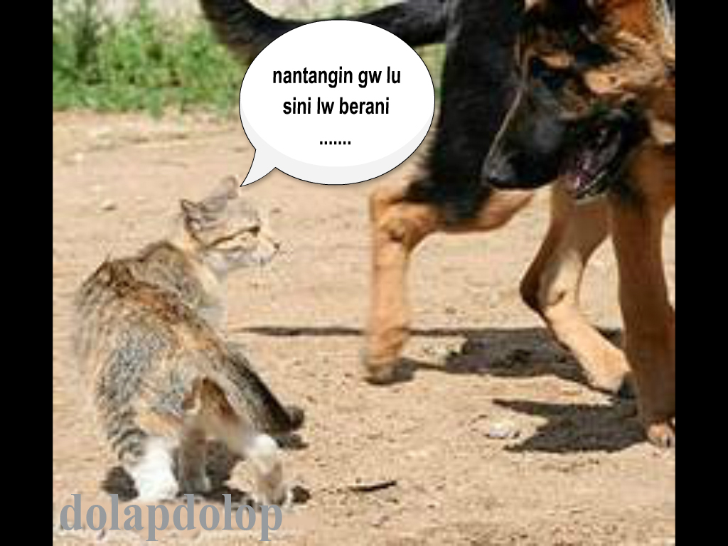 Anjing Vs Kucing Fight Fun Photo Lucu Dolapdolop Kumpulan