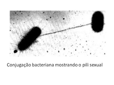 Bactérias: Reprodução