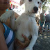 Lindo cão macho branco encontrado na rodovia procura um lar.